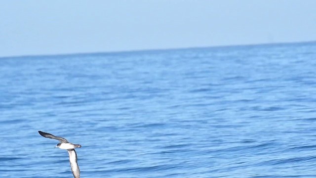 buřňák růžovonohý - ML646164565