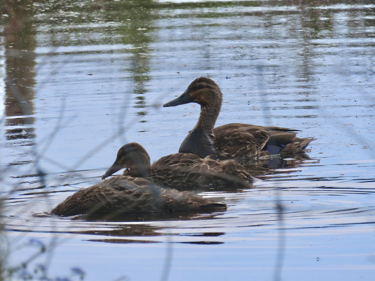 stokkand - ML646164567