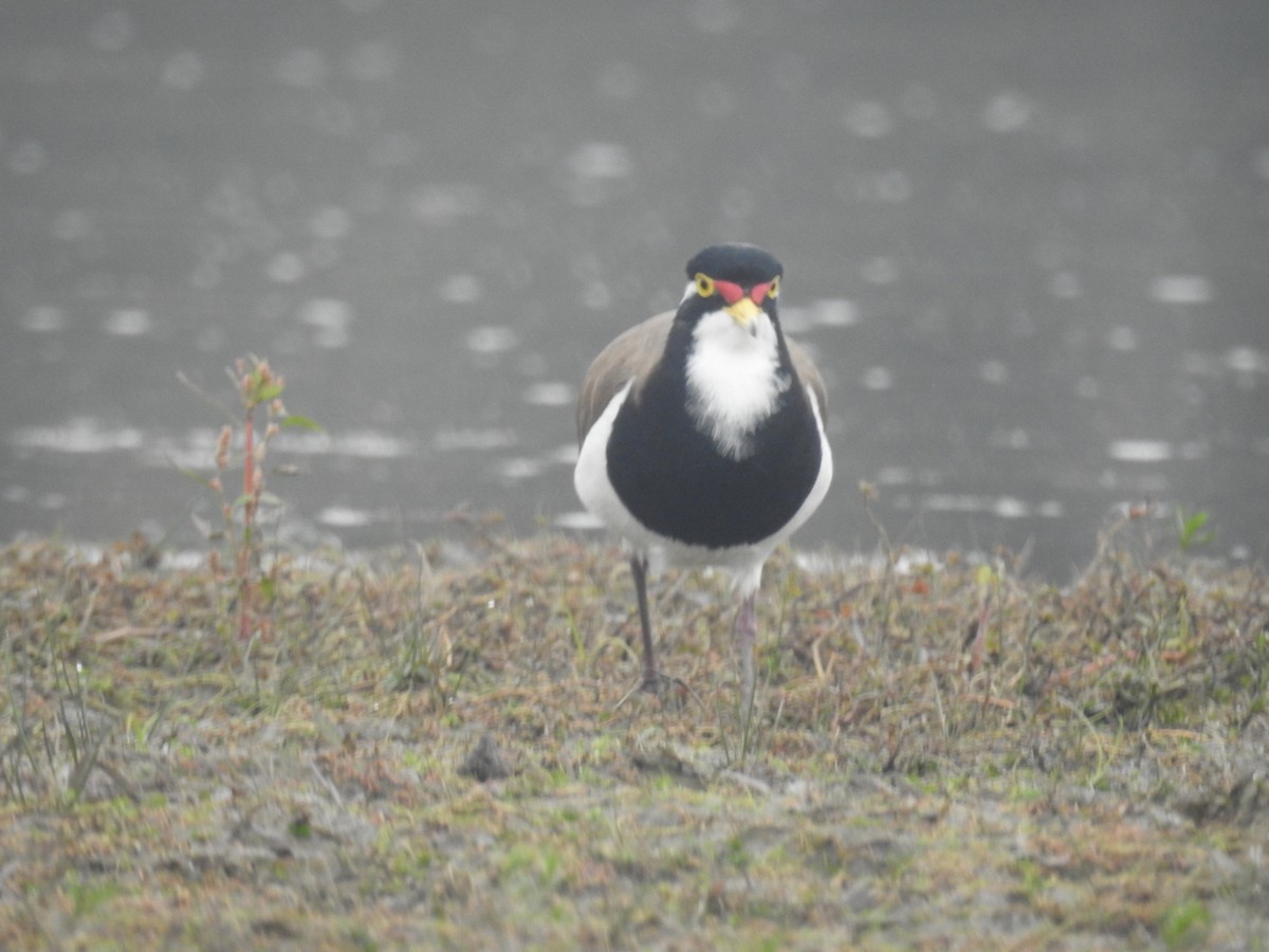 Banded Lapwing - ML646164571