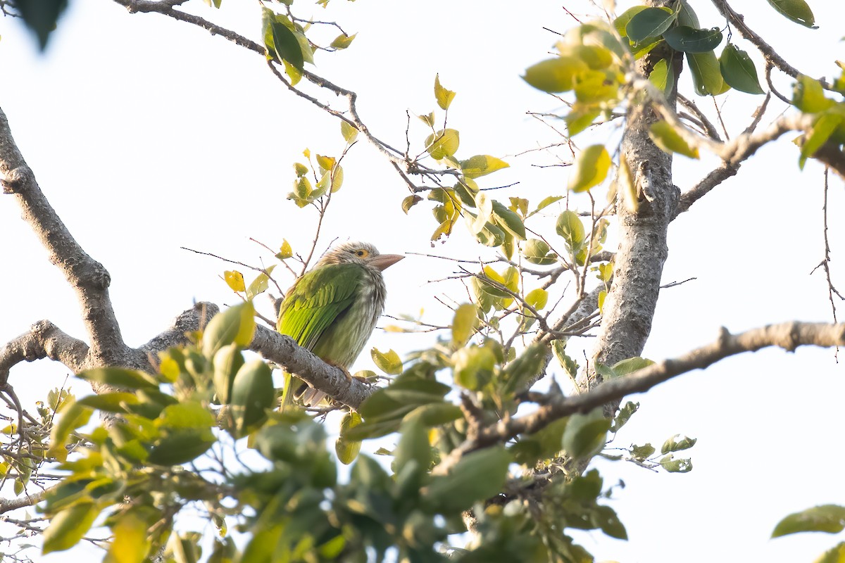 シロボシオオゴシキドリ - ML646164573