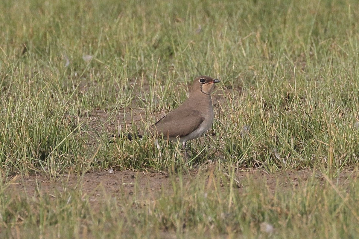 שדמית אדומת-כנף - ML646164576