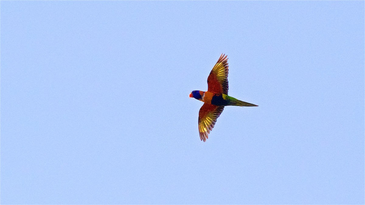 Red-collared Lorikeet - ML646164586