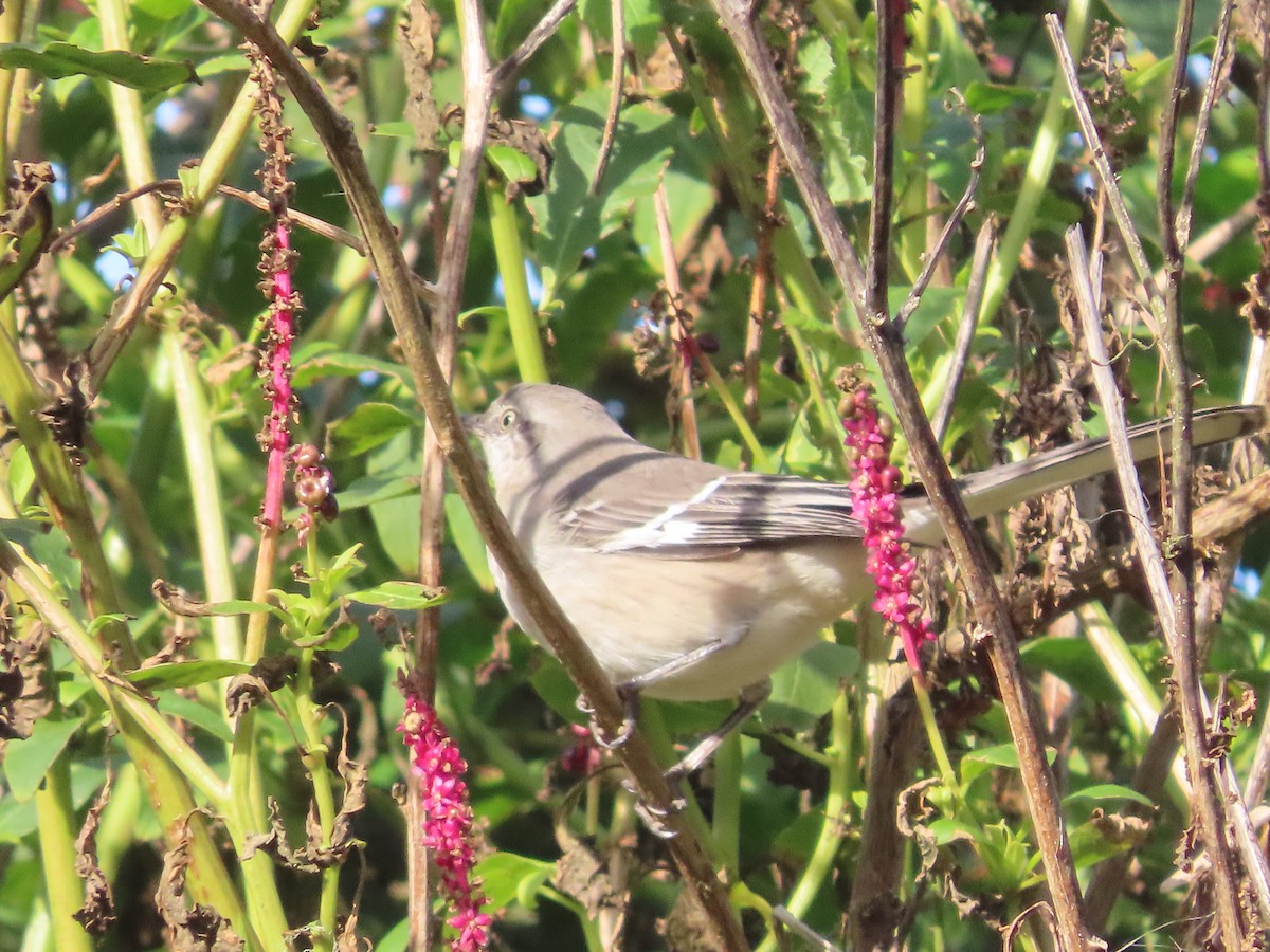 Northern Mockingbird - ML646164588