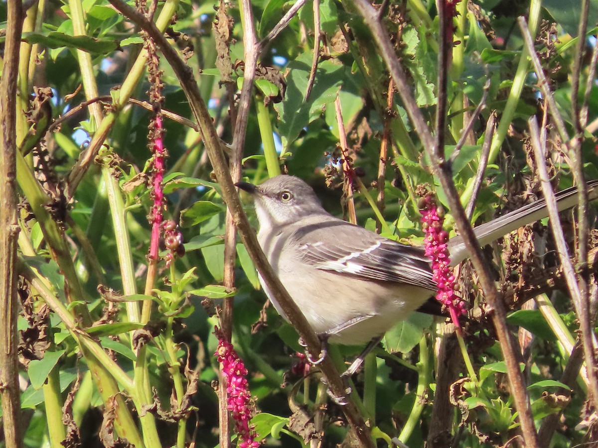 Northern Mockingbird - ML646164591