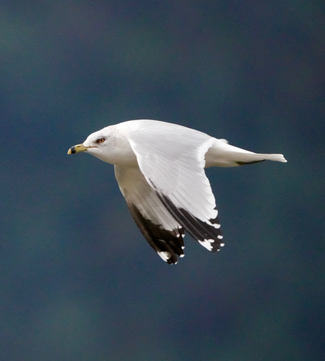 Ring-billed Gull - ML646164592