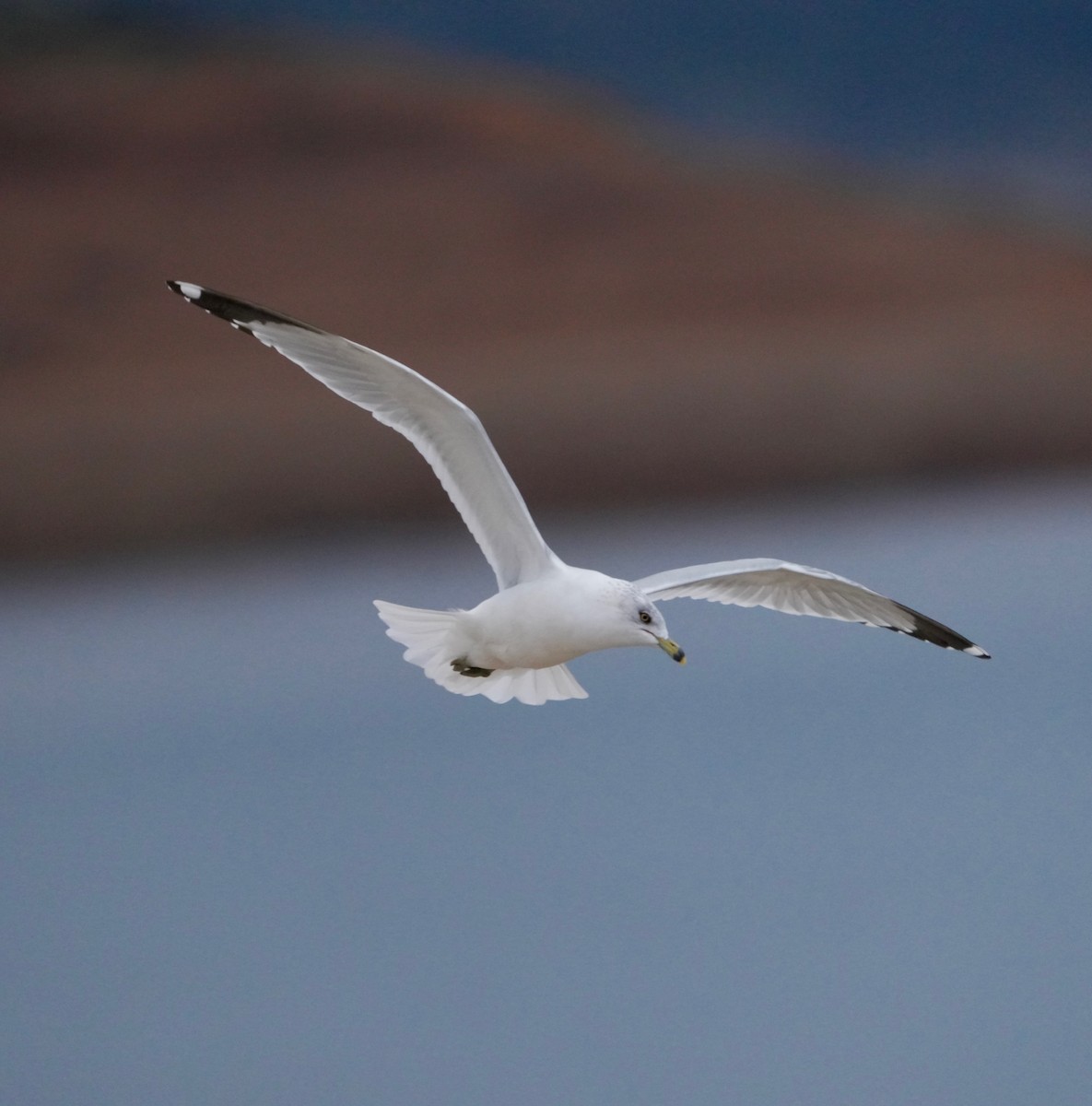 Ring-billed Gull - ML646164593