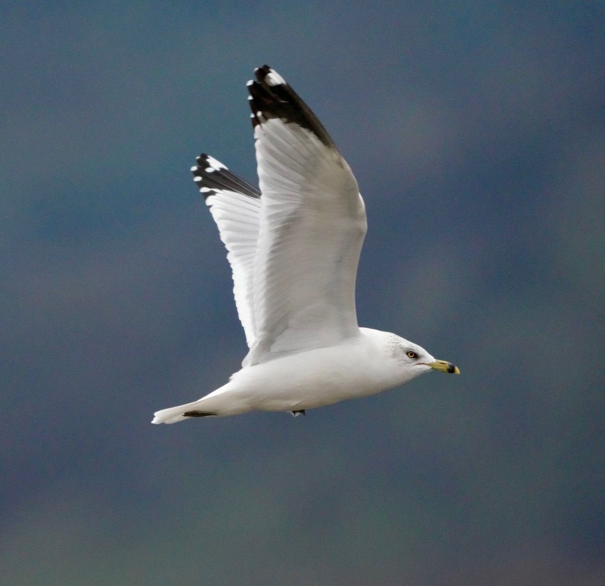 Ring-billed Gull - ML646164594