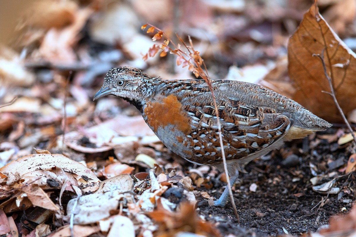 perepel madagaskarský - ML646164597