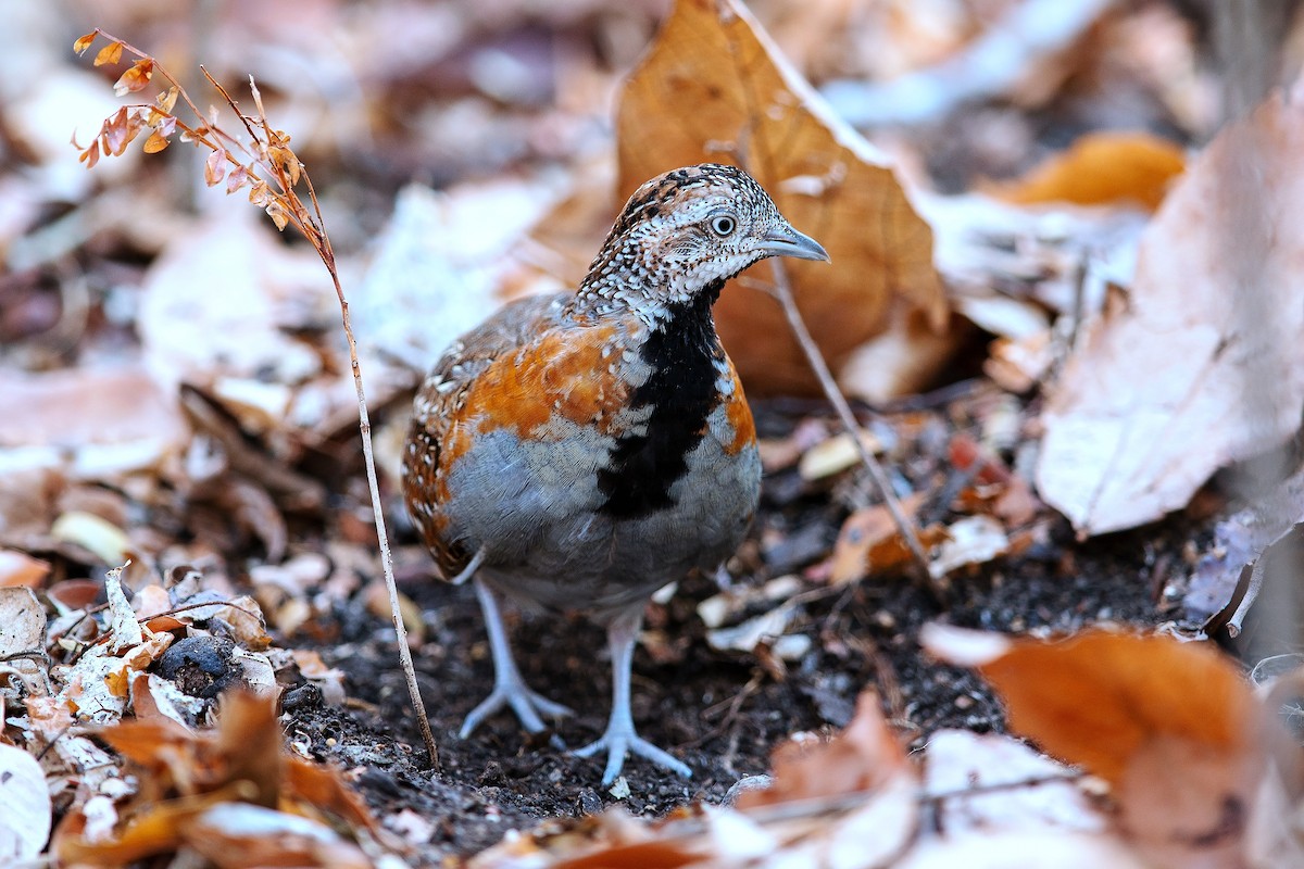 perepel madagaskarský - ML646164598