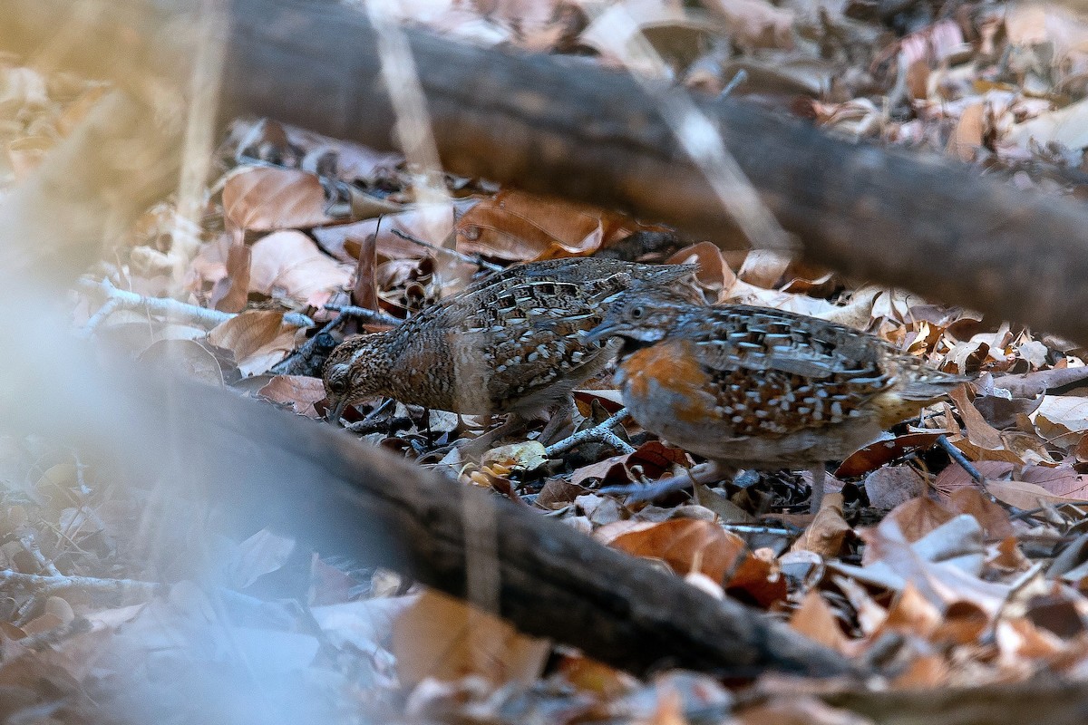 perepel madagaskarský - ML646164599