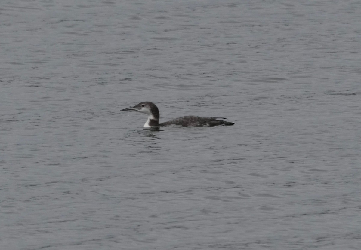 Common Loon - ML646164614