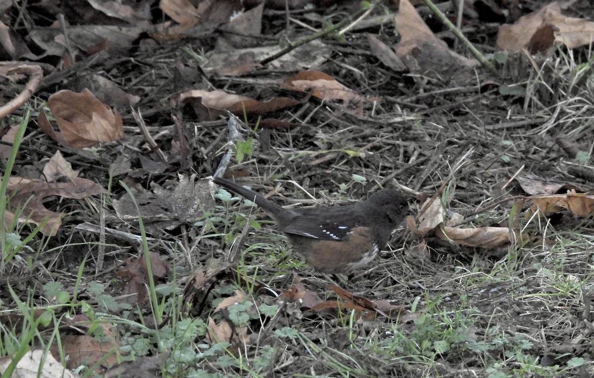Spotted Towhee - ML646164617