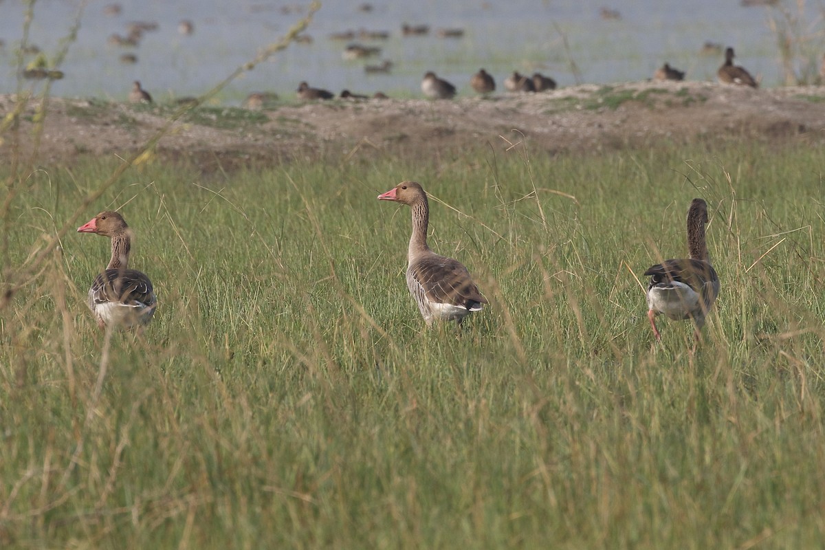 אווז אפור - ML646164618