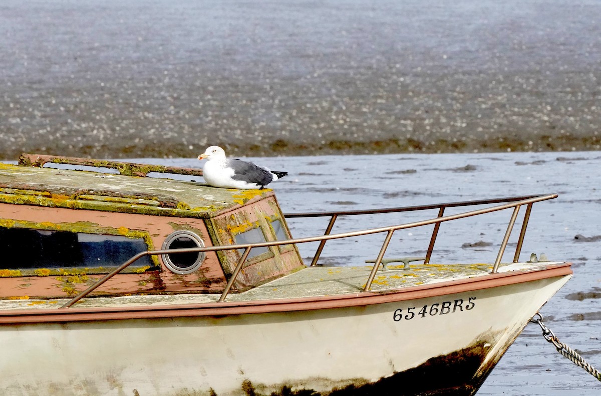 Lesser Black-backed Gull - ML646164622