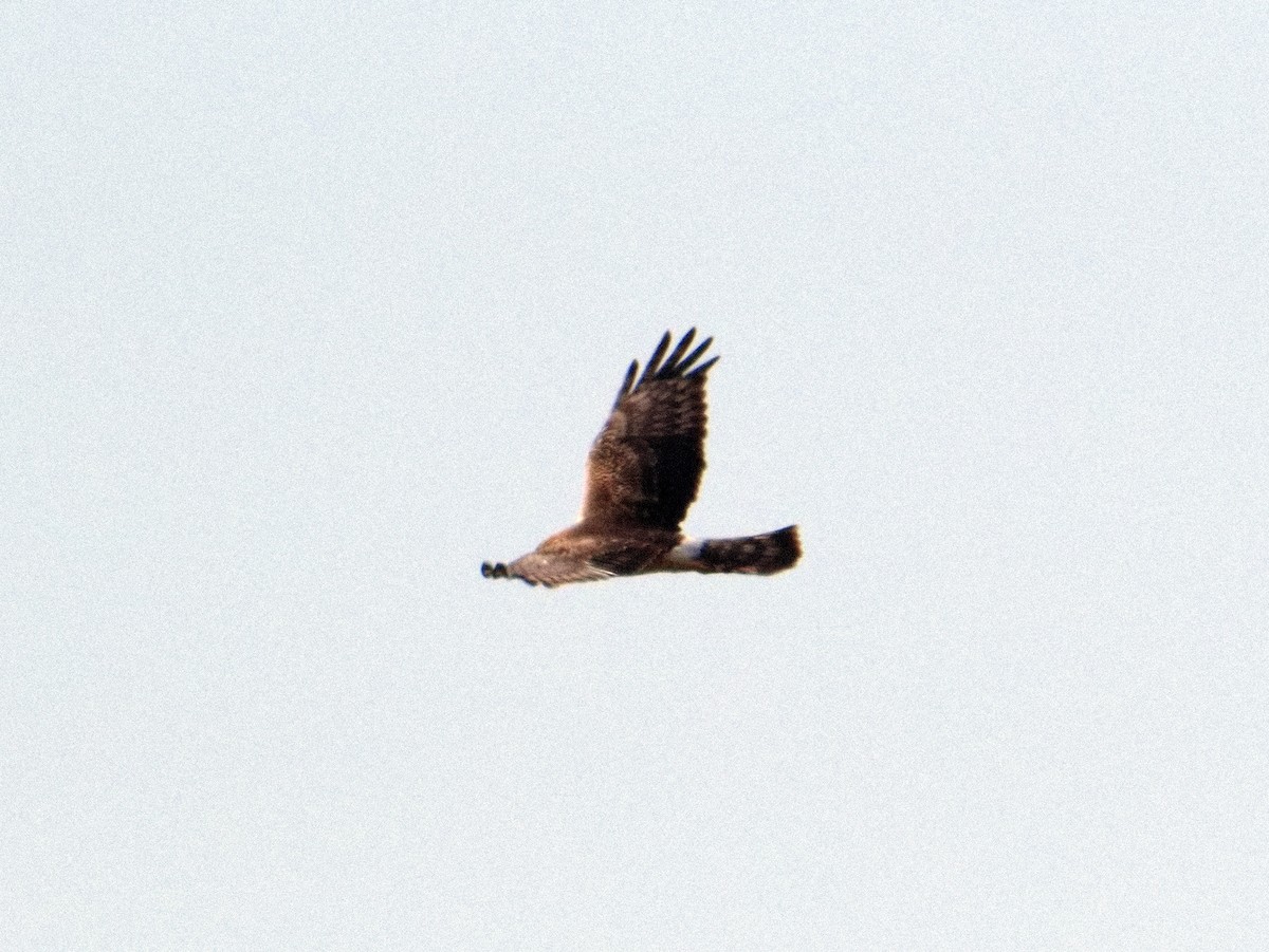 Northern Harrier - ML646164628