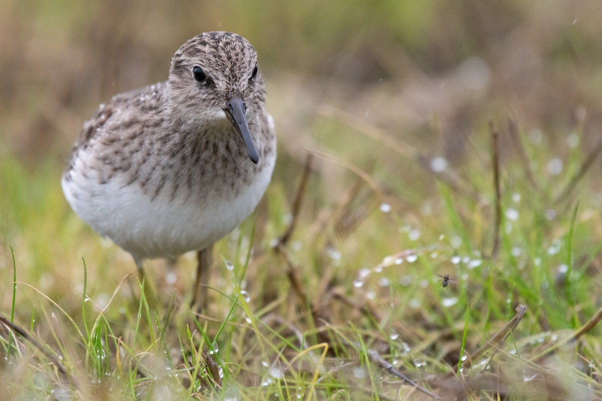 Least Sandpiper - ML646164631