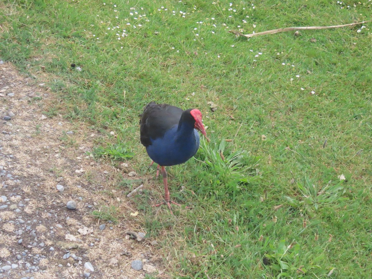 brunryggsultanhøne - ML646164633