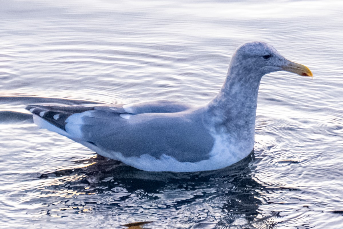 Western x Glaucous-winged Gull (hybrid) - ML646164634