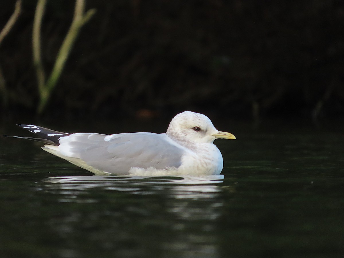 Short-billed Gull - ML646164644