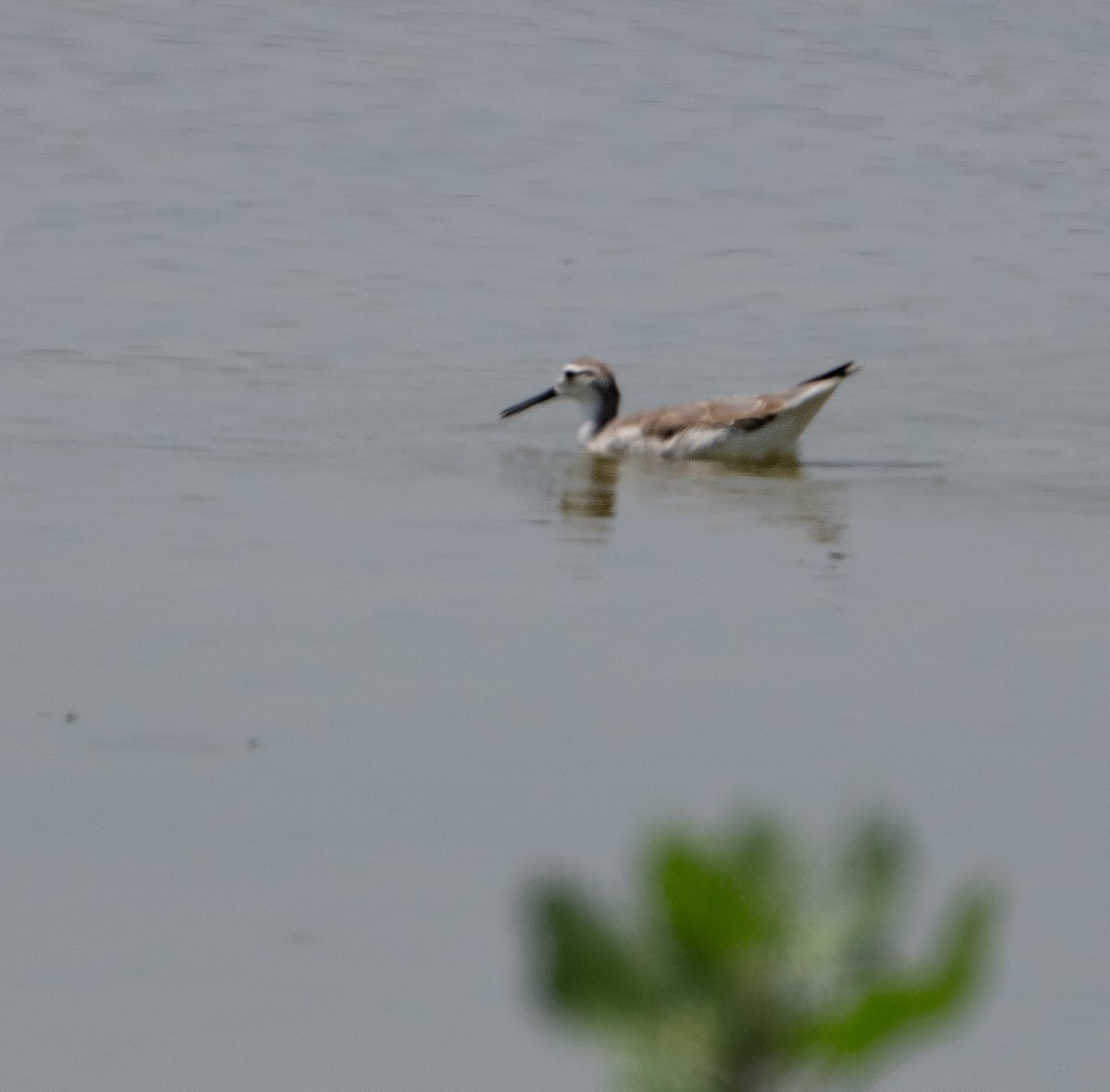 Wilsonwassertreter - ML646164653