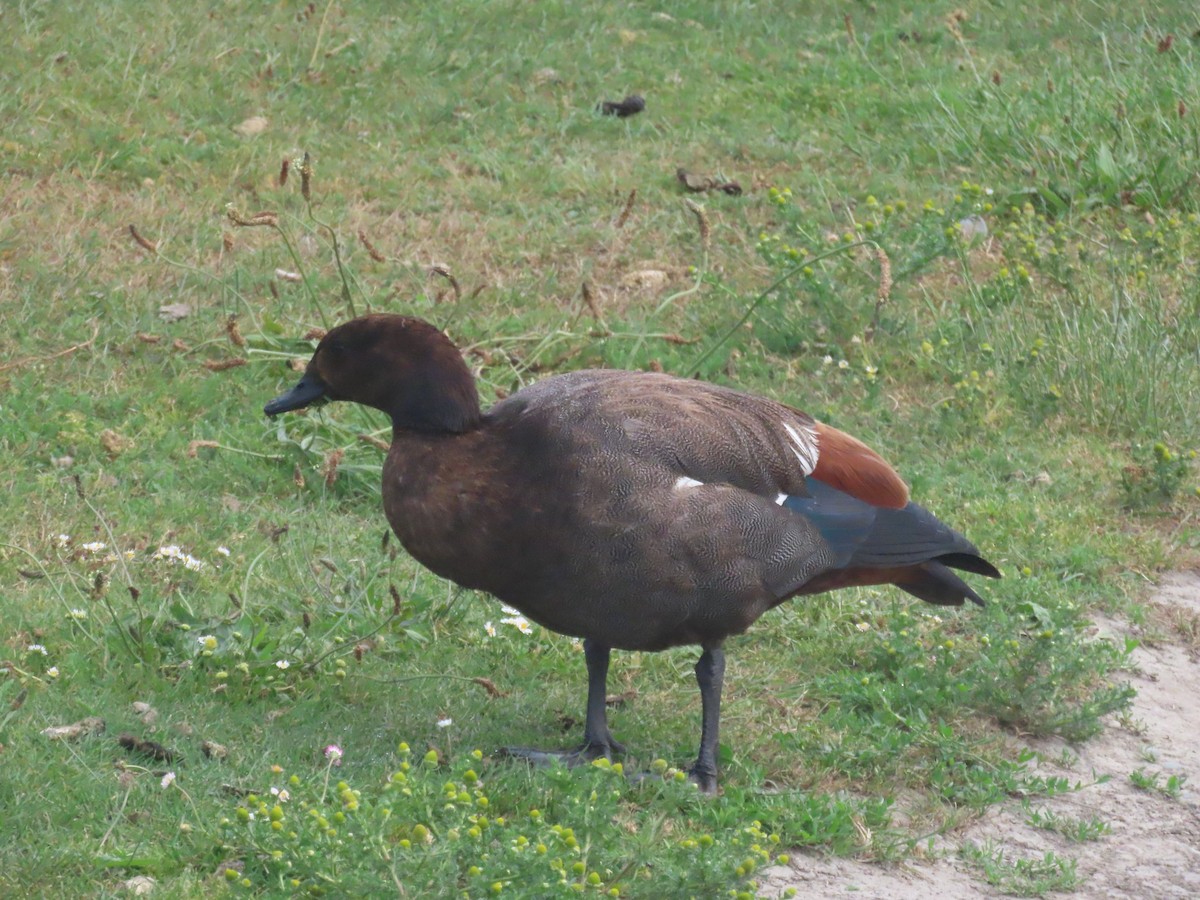 maorirustand - ML646164654