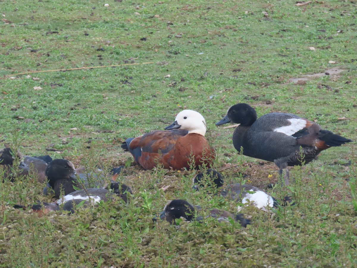 maorirustand - ML646164655