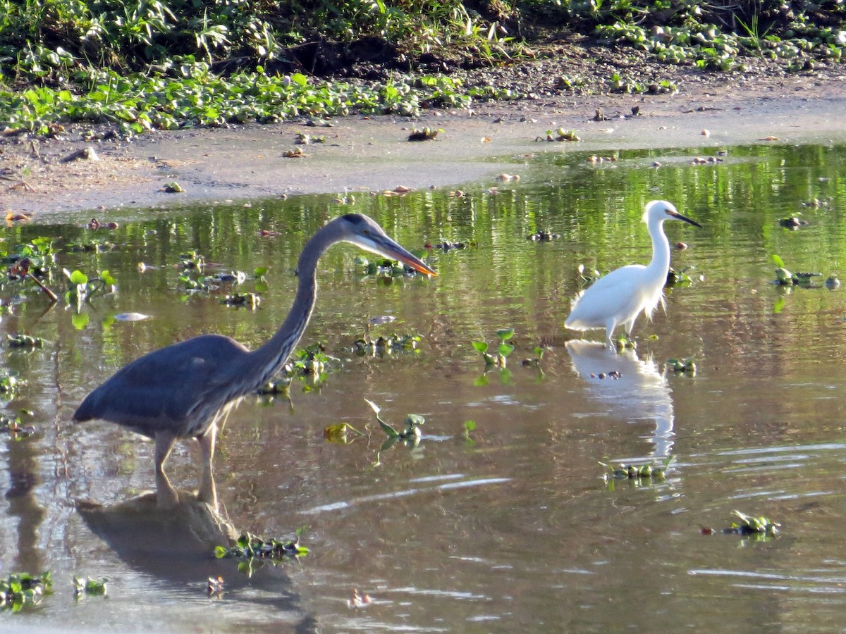 Snowy Egret - ML646164656