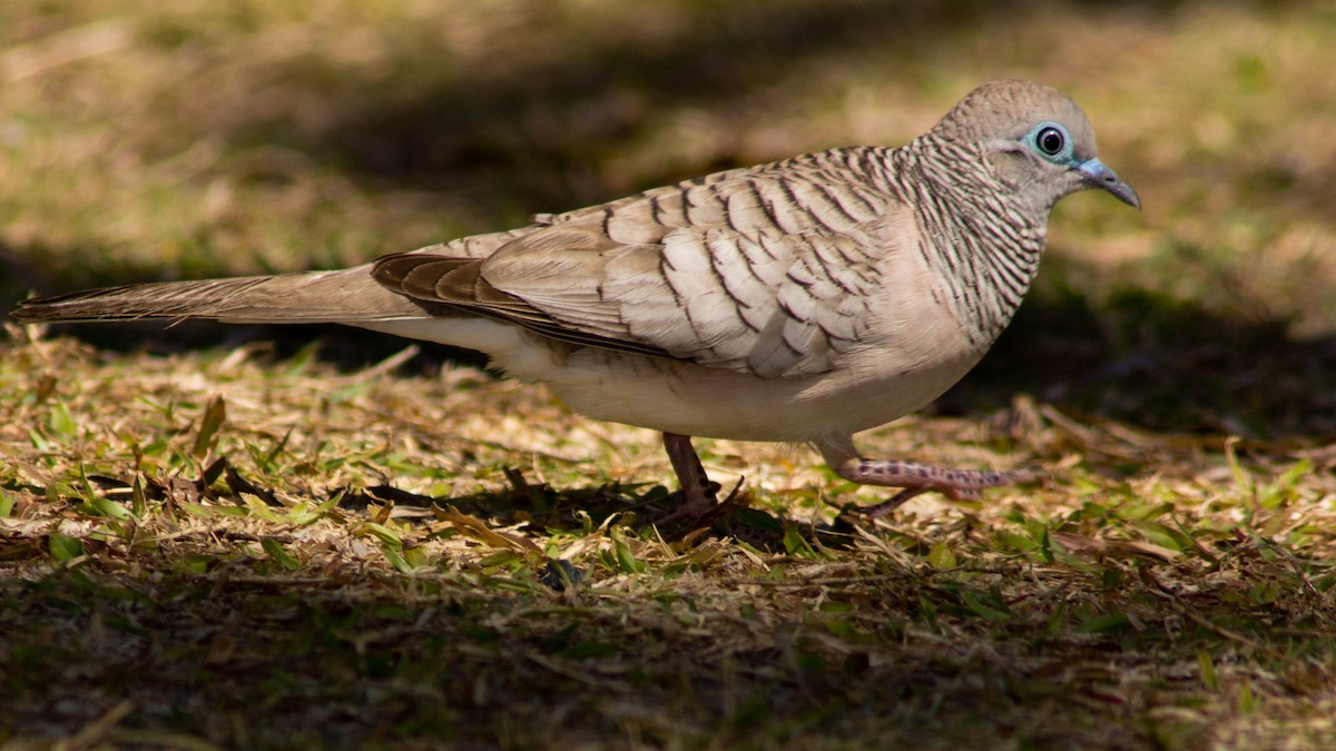 Горлиця австралійська - ML646164659