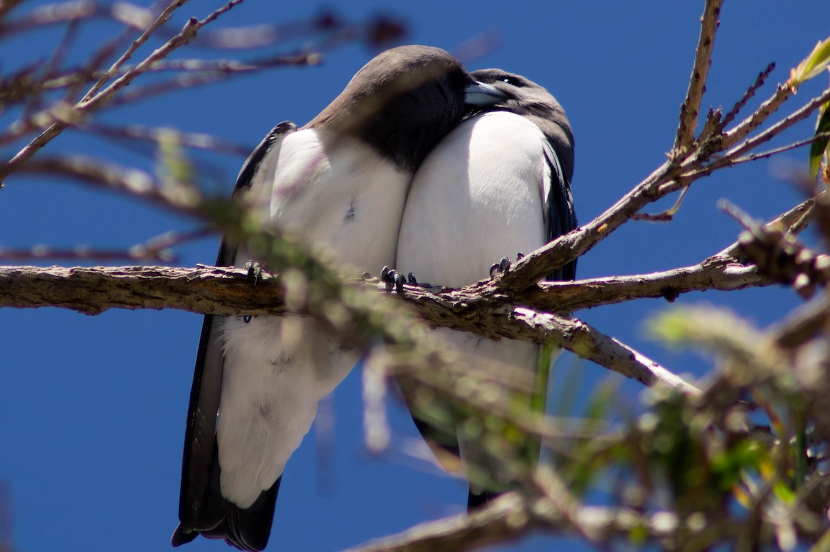 Ланграйн білогрудий - ML646164662