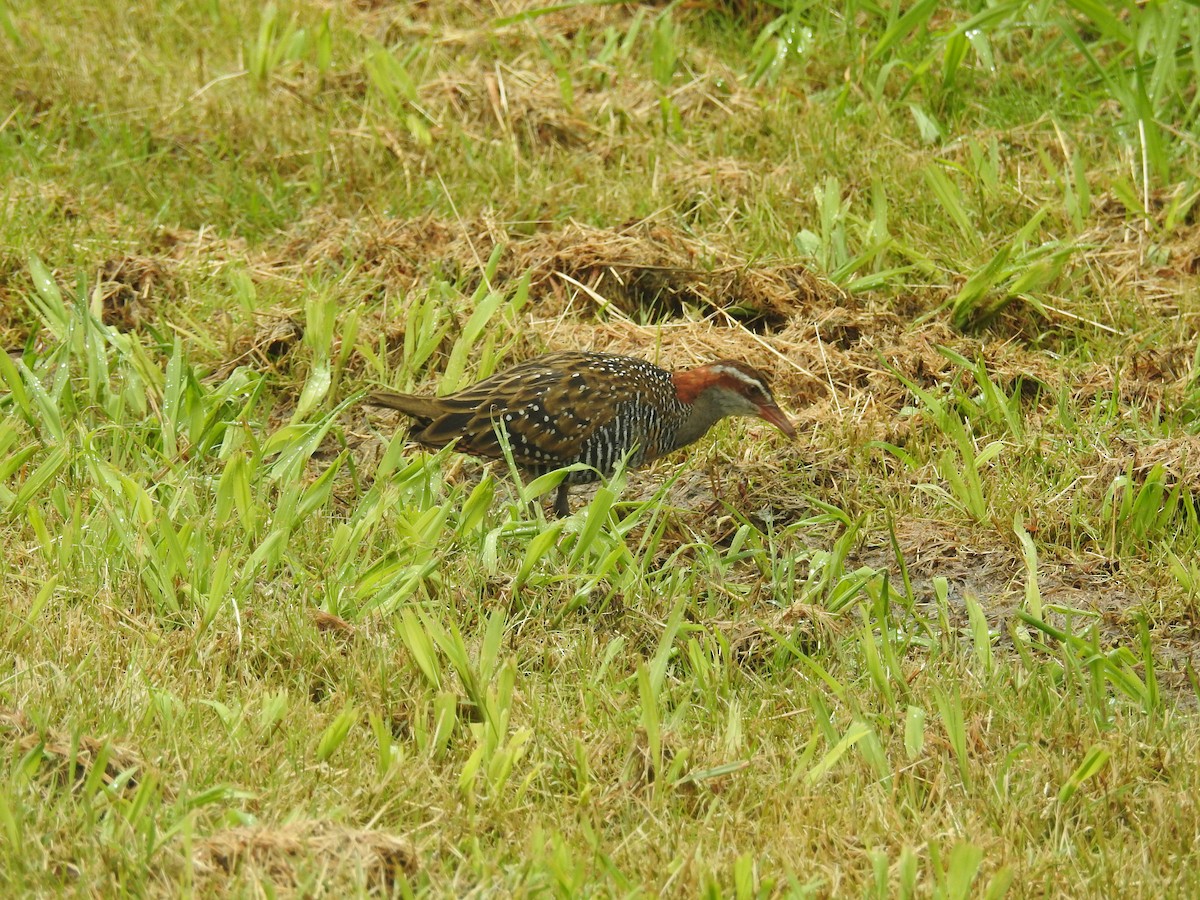Buff-banded Rail - ML646164678