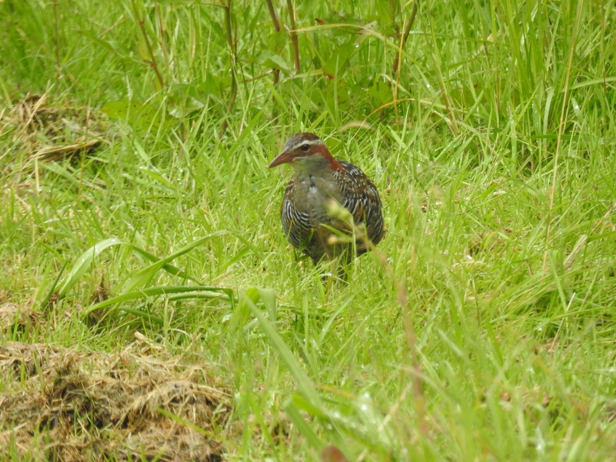 Buff-banded Rail - ML646164679