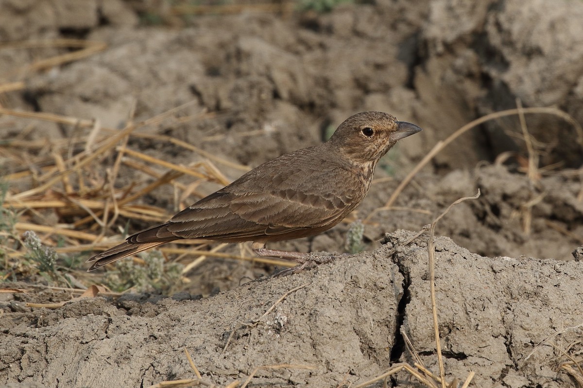 Rufous-tailed Lark - ML646164690