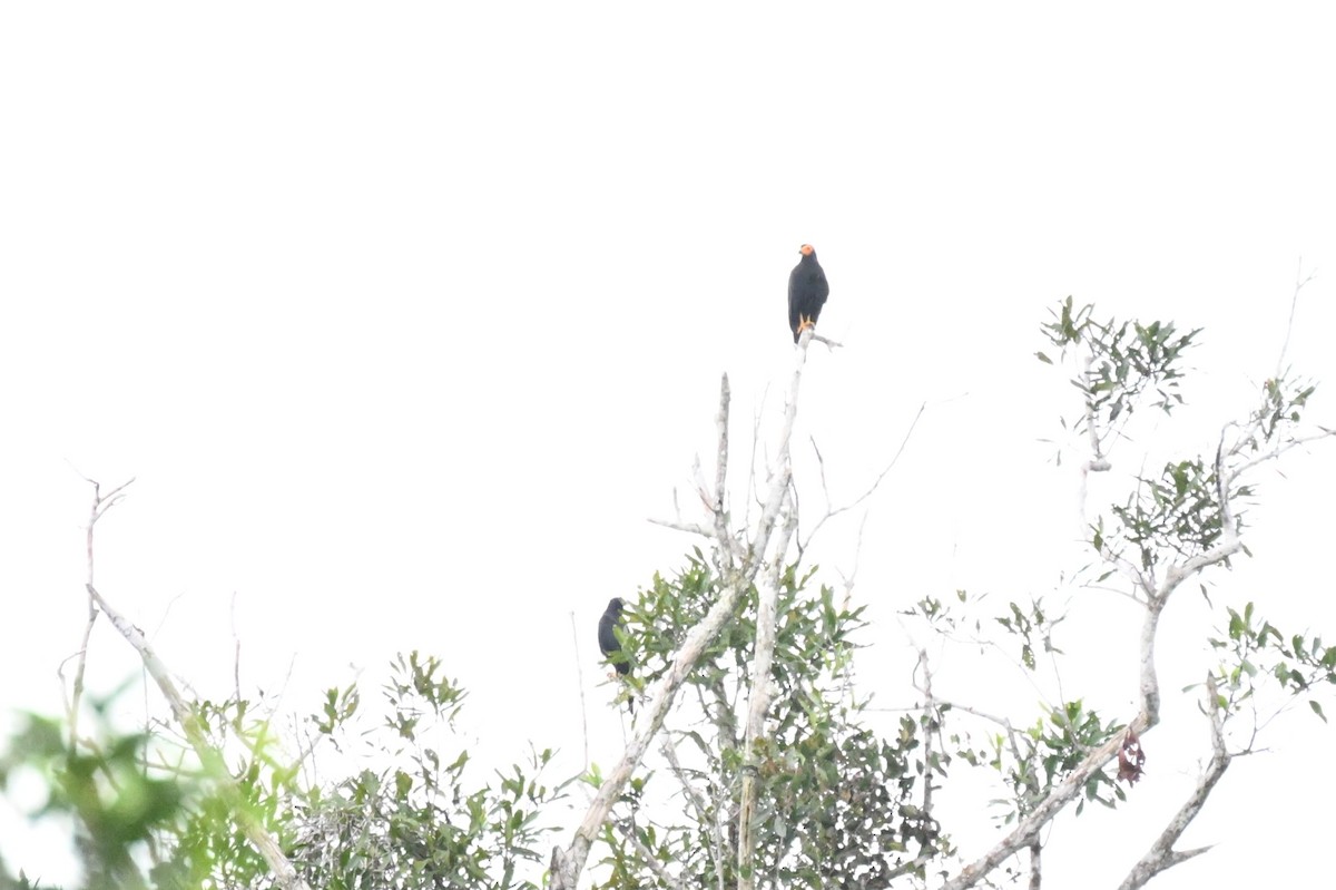 Black Caracara - ML646164691