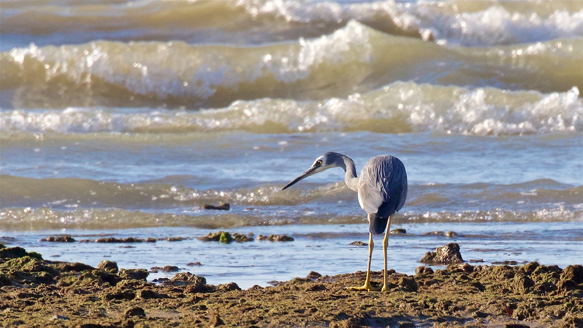 White-faced Heron - ML646164693