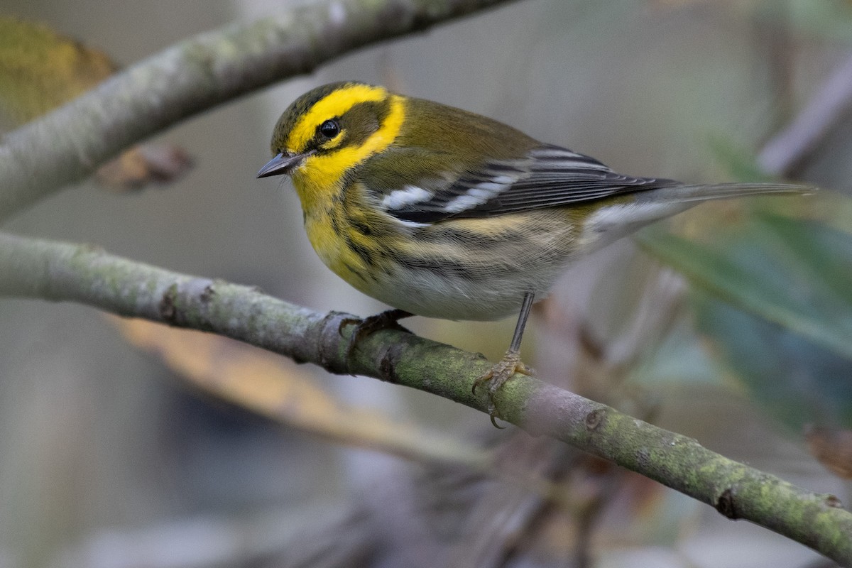 Townsend's Warbler - ML646164697