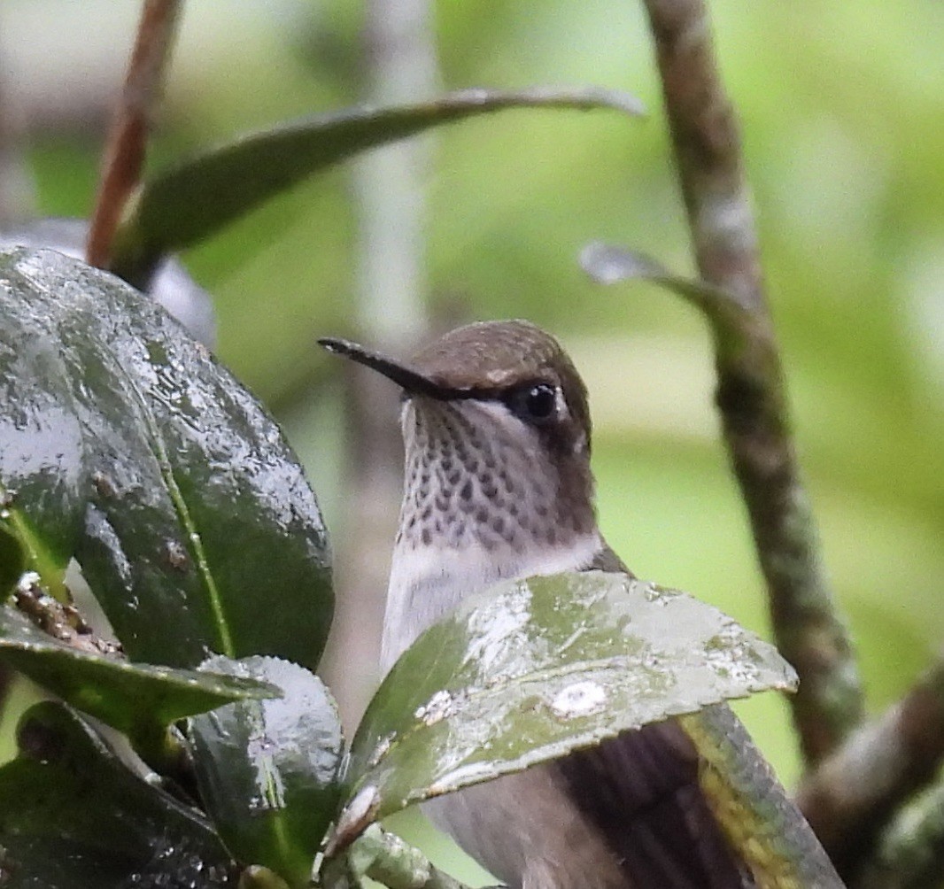 Ruby-throated Hummingbird - ML646164698