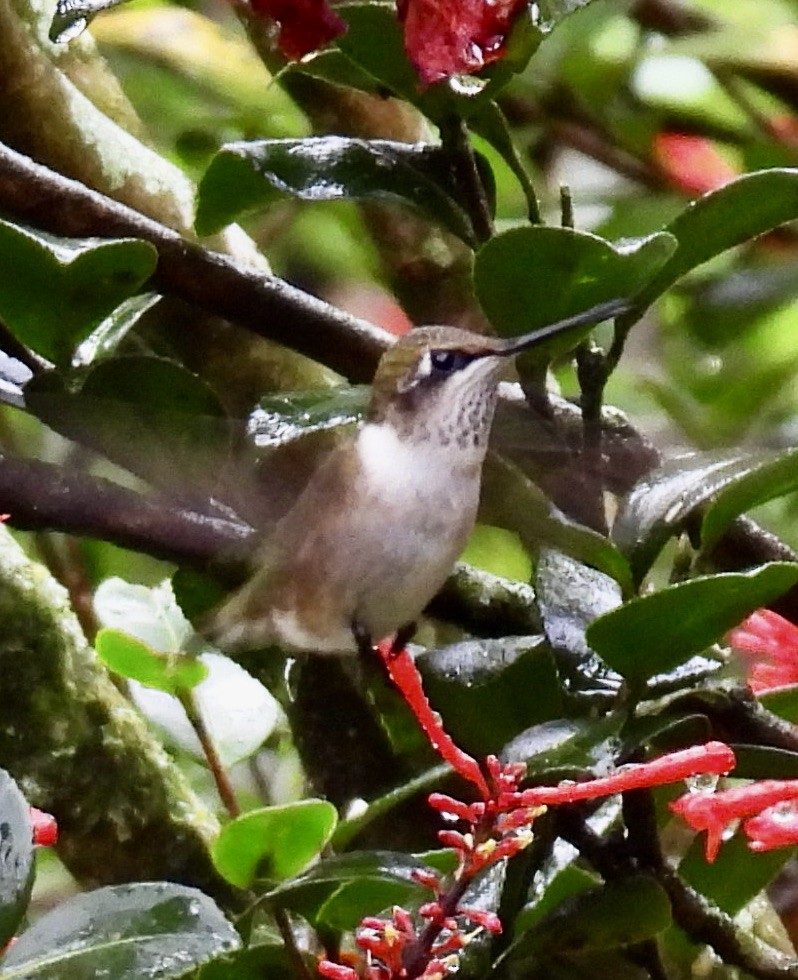 Ruby-throated Hummingbird - ML646164699