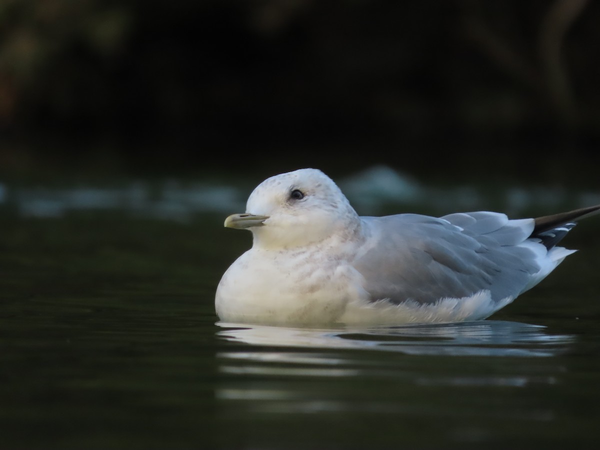 Short-billed Gull - ML646164703