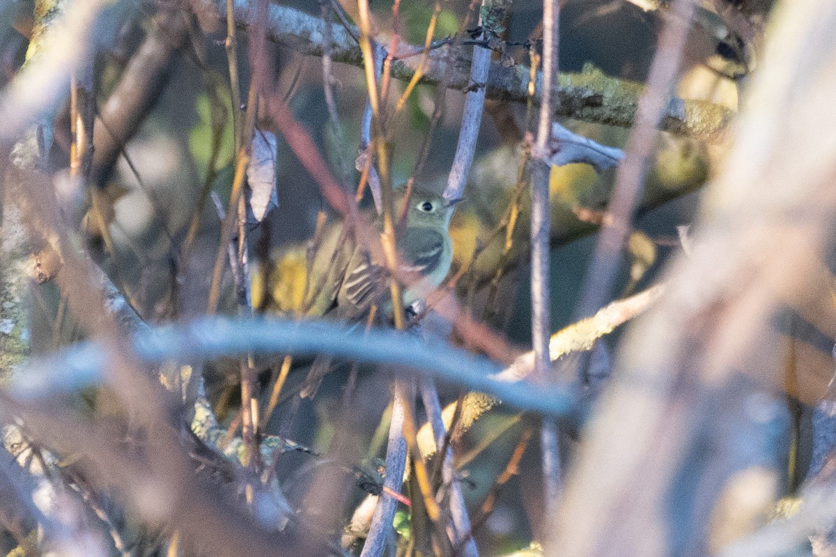 Western Flycatcher - ML646164723