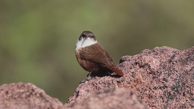 Орішець каньйоновий - ML646164729