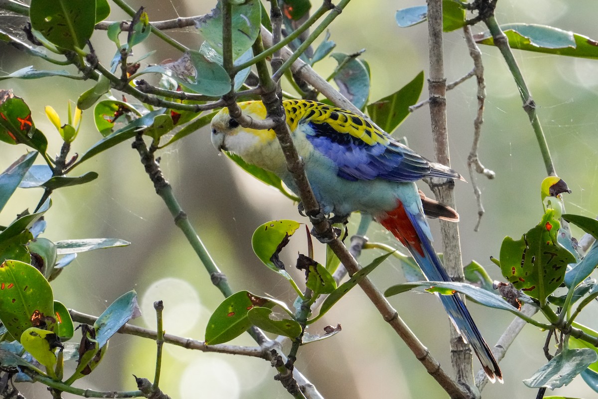 Pale-headed Rosella - ML646164730