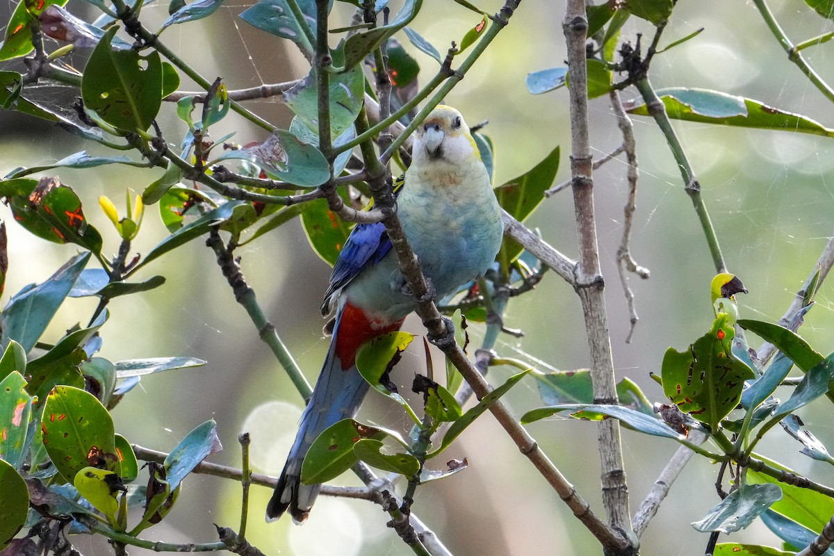 Pale-headed Rosella - ML646164731
