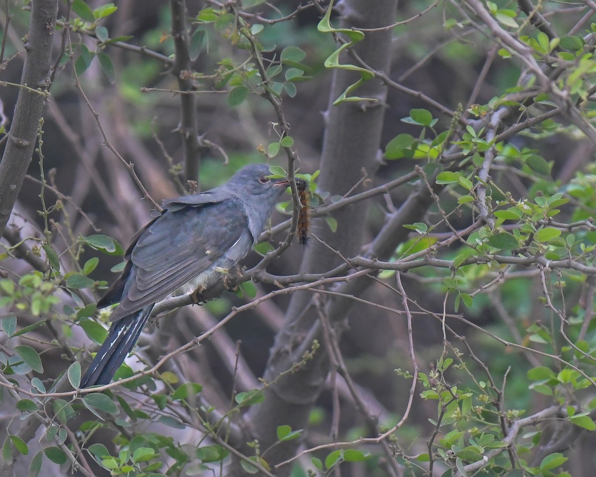 Gray-bellied Cuckoo - ML646164732
