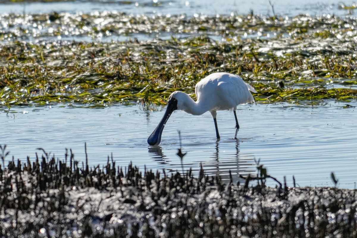 オーストラリアヘラサギ - ML646164744