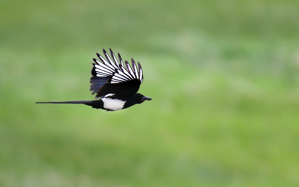 Сорока канадська - ML646164745