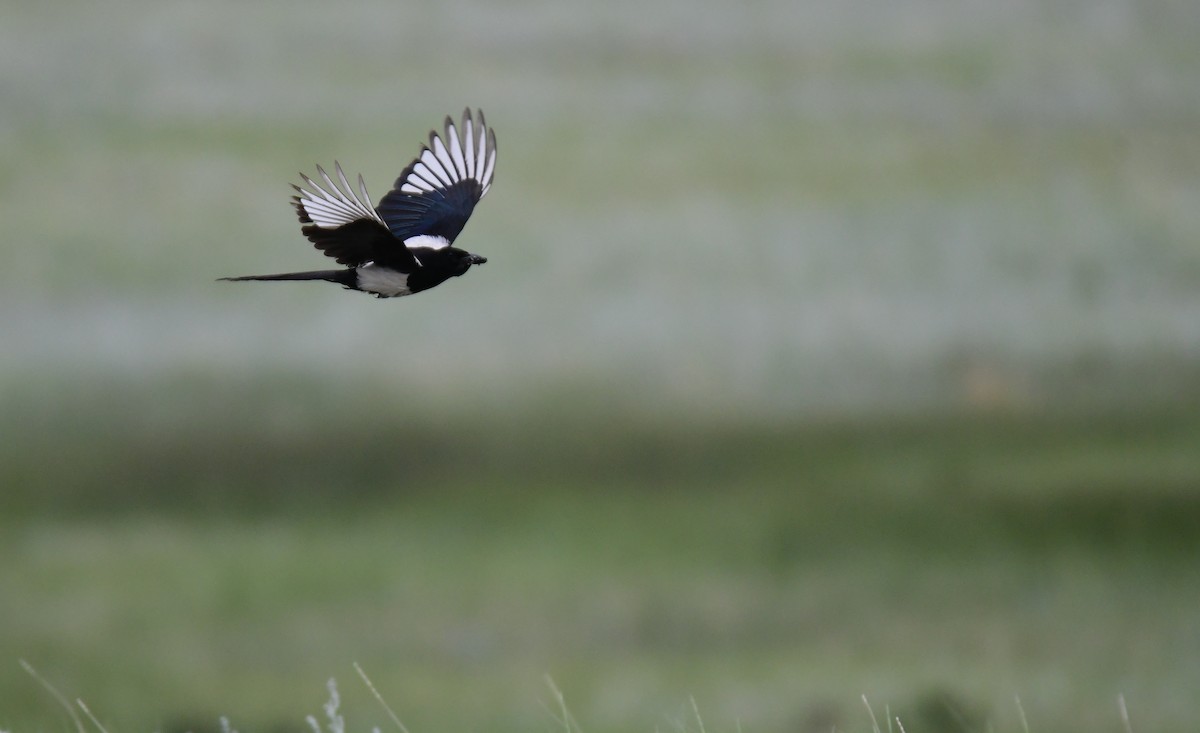 Сорока канадська - ML646164746