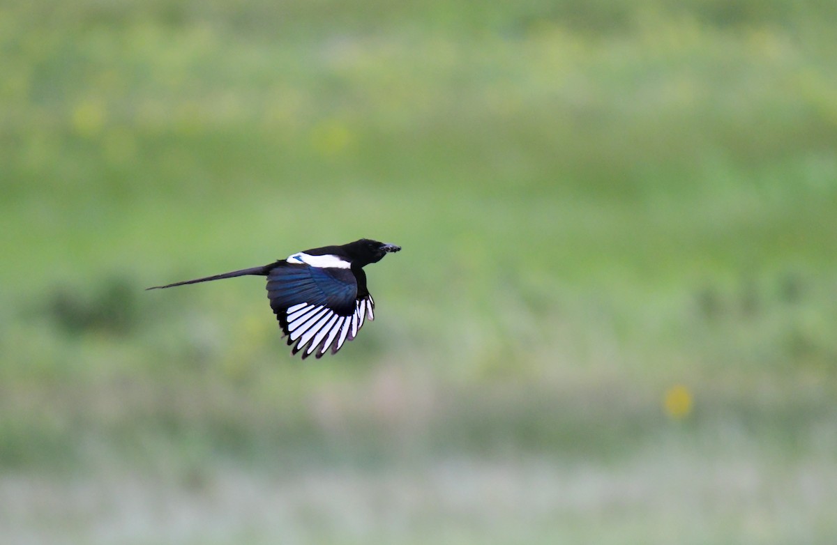 Сорока канадська - ML646164747