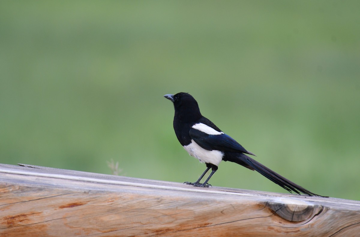 Сорока канадська - ML646164748