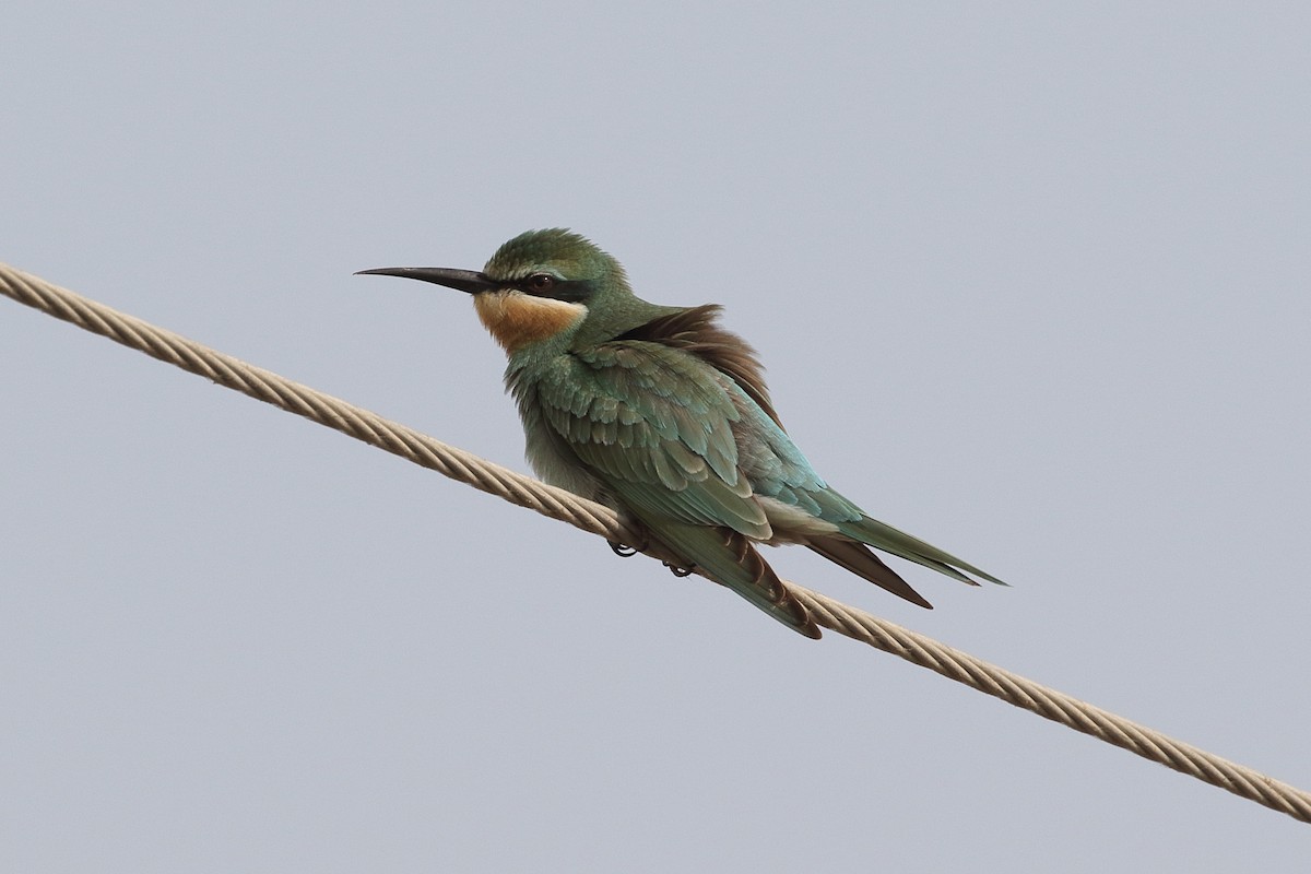 שרקרק ירוק - ML646164749