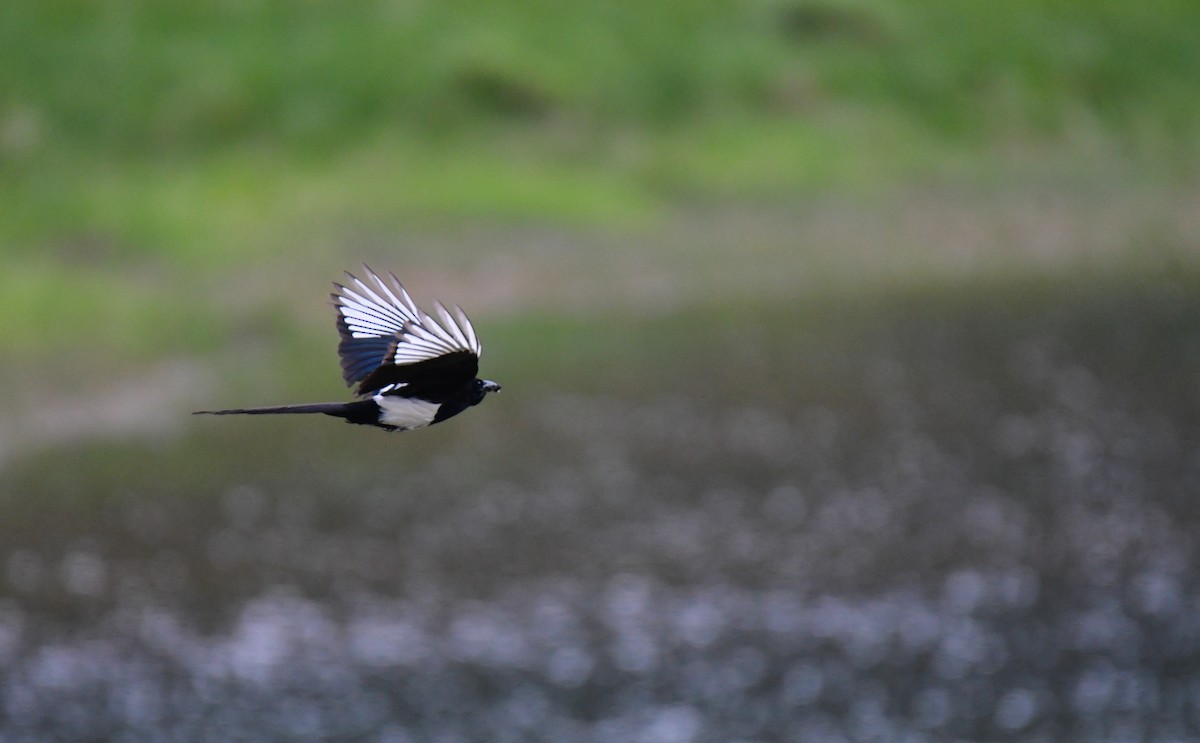 Сорока канадська - ML646164750